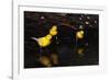 Canaries Standing by Water-W. Perry Conway-Framed Photographic Print