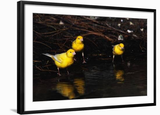 Canaries Standing by Water-W. Perry Conway-Framed Photographic Print