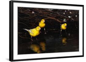 Canaries Standing by Water-W. Perry Conway-Framed Photographic Print