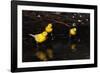 Canaries Standing by Water-W. Perry Conway-Framed Photographic Print