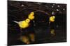 Canaries Standing by Water-W. Perry Conway-Mounted Photographic Print