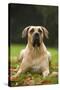 Canary also known as Perro De Presa Canario-null-Stretched Canvas