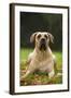 Canary also known as Perro De Presa Canario-null-Framed Photographic Print