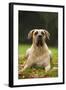 Canary also known as Perro De Presa Canario-null-Framed Photographic Print