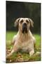 Canary also known as Perro De Presa Canario-null-Mounted Photographic Print