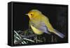 Canary Bird-null-Framed Stretched Canvas
