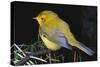 Canary Bird-null-Stretched Canvas