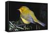 Canary Bird-null-Framed Stretched Canvas