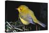 Canary Bird-null-Stretched Canvas