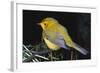 Canary Bird-null-Framed Photographic Print