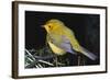 Canary Bird-null-Framed Photographic Print