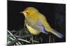 Canary Bird-null-Mounted Photographic Print
