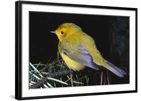 Canary Bird-null-Framed Photographic Print