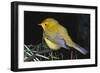 Canary Bird-null-Framed Photographic Print