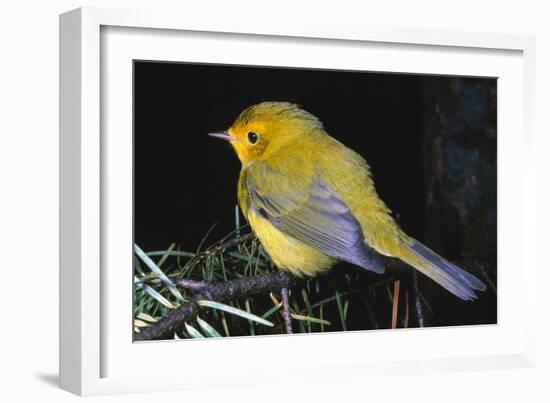 Canary Bird-null-Framed Photographic Print
