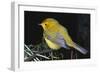 Canary Bird-null-Framed Photographic Print