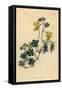 Canary Creeper, Indian Cress or Ciliated Tropaeolum, Tropaeolum Peregrinum-Sydenham Teast Edwards-Framed Stretched Canvas