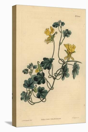 Canary Creeper, Indian Cress or Ciliated Tropaeolum, Tropaeolum Peregrinum-Sydenham Teast Edwards-Stretched Canvas