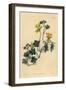 Canary Creeper, Indian Cress or Ciliated Tropaeolum, Tropaeolum Peregrinum-Sydenham Teast Edwards-Framed Giclee Print