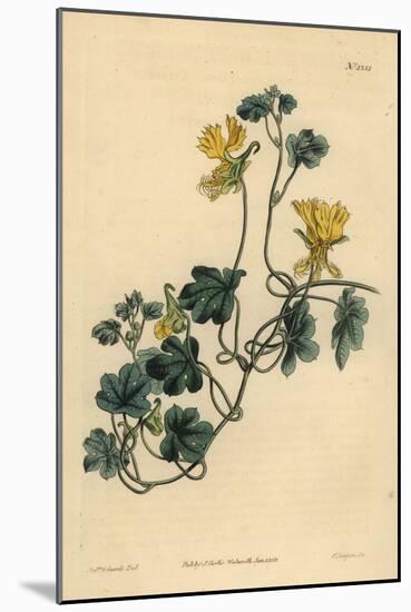 Canary Creeper, Indian Cress or Ciliated Tropaeolum, Tropaeolum Peregrinum-Sydenham Teast Edwards-Mounted Giclee Print