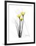 Canary Lily Portrait-Albert Koetsier-Framed Art Print