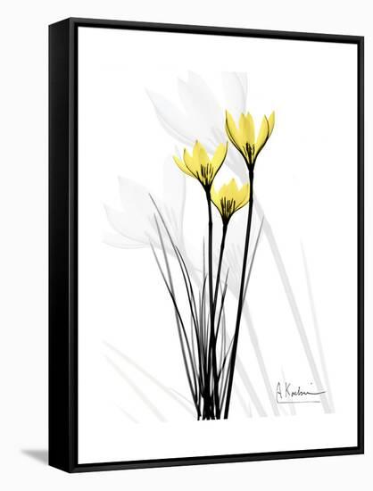 Canary Lily Portrait-Albert Koetsier-Framed Stretched Canvas