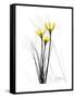 Canary Lily Portrait-Albert Koetsier-Framed Stretched Canvas