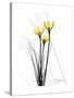 Canary Lily Portrait-Albert Koetsier-Stretched Canvas