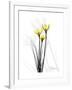 Canary Lily Portrait-Albert Koetsier-Framed Art Print