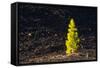 Canary Pine Tree (Pinus Canariensis) Moving in the Wind, Teide Np, Tenerife, Canary Islands, Spain-Relanzón-Framed Stretched Canvas