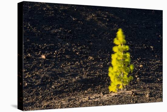 Canary Pine Tree (Pinus Canariensis) Moving in the Wind, Teide Np, Tenerife, Canary Islands, Spain-Relanzón-Stretched Canvas