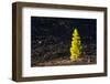 Canary Pine Tree (Pinus Canariensis) Moving in the Wind, Teide Np, Tenerife, Canary Islands, Spain-Relanzón-Framed Photographic Print