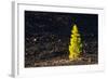 Canary Pine Tree (Pinus Canariensis) Moving in the Wind, Teide Np, Tenerife, Canary Islands, Spain-Relanzón-Framed Photographic Print