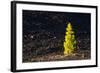 Canary Pine Tree (Pinus Canariensis) Moving in the Wind, Teide Np, Tenerife, Canary Islands, Spain-Relanzón-Framed Photographic Print