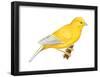 Canary (Serinus Canaria), Birds-Encyclopaedia Britannica-Framed Poster