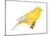 Canary (Serinus Canaria), Birds-Encyclopaedia Britannica-Mounted Poster
