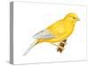 Canary (Serinus Canaria), Birds-Encyclopaedia Britannica-Stretched Canvas