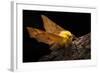 Canary-Shouldered Thorn Moth (Ennomos Alniaria). Peak District National Park, Derbyshire, UK-Alex Hyde-Framed Photographic Print
