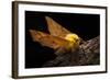 Canary-Shouldered Thorn Moth (Ennomos Alniaria). Peak District National Park, Derbyshire, UK-Alex Hyde-Framed Photographic Print