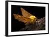 Canary-Shouldered Thorn Moth (Ennomos Alniaria). Peak District National Park, Derbyshire, UK-Alex Hyde-Framed Photographic Print