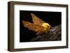 Canary-Shouldered Thorn Moth (Ennomos Alniaria). Peak District National Park, Derbyshire, UK-Alex Hyde-Framed Photographic Print