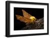 Canary-Shouldered Thorn Moth (Ennomos Alniaria). Peak District National Park, Derbyshire, UK-Alex Hyde-Framed Photographic Print