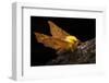 Canary-Shouldered Thorn Moth (Ennomos Alniaria). Peak District National Park, Derbyshire, UK-Alex Hyde-Framed Photographic Print