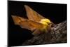 Canary-Shouldered Thorn Moth (Ennomos Alniaria). Peak District National Park, Derbyshire, UK-Alex Hyde-Mounted Photographic Print