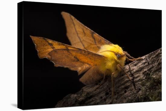 Canary-Shouldered Thorn Moth (Ennomos Alniaria). Peak District National Park, Derbyshire, UK-Alex Hyde-Stretched Canvas