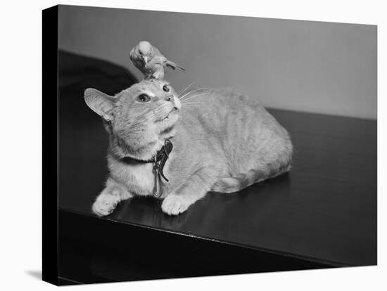 Canary Sitting on House Cat's Head-null-Stretched Canvas