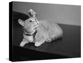 Canary Sitting on House Cat's Head-null-Stretched Canvas