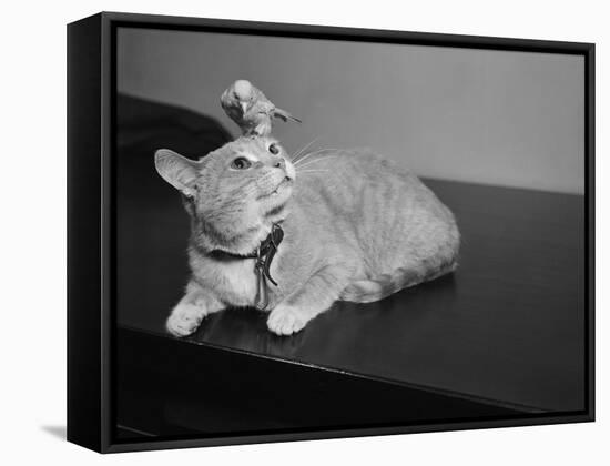 Canary Sitting on House Cat's Head-null-Framed Stretched Canvas