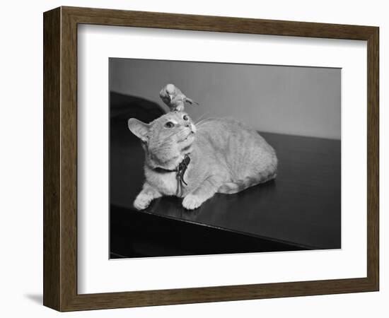 Canary Sitting on House Cat's Head-null-Framed Photographic Print