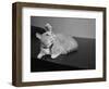 Canary Sitting on House Cat's Head-null-Framed Photographic Print